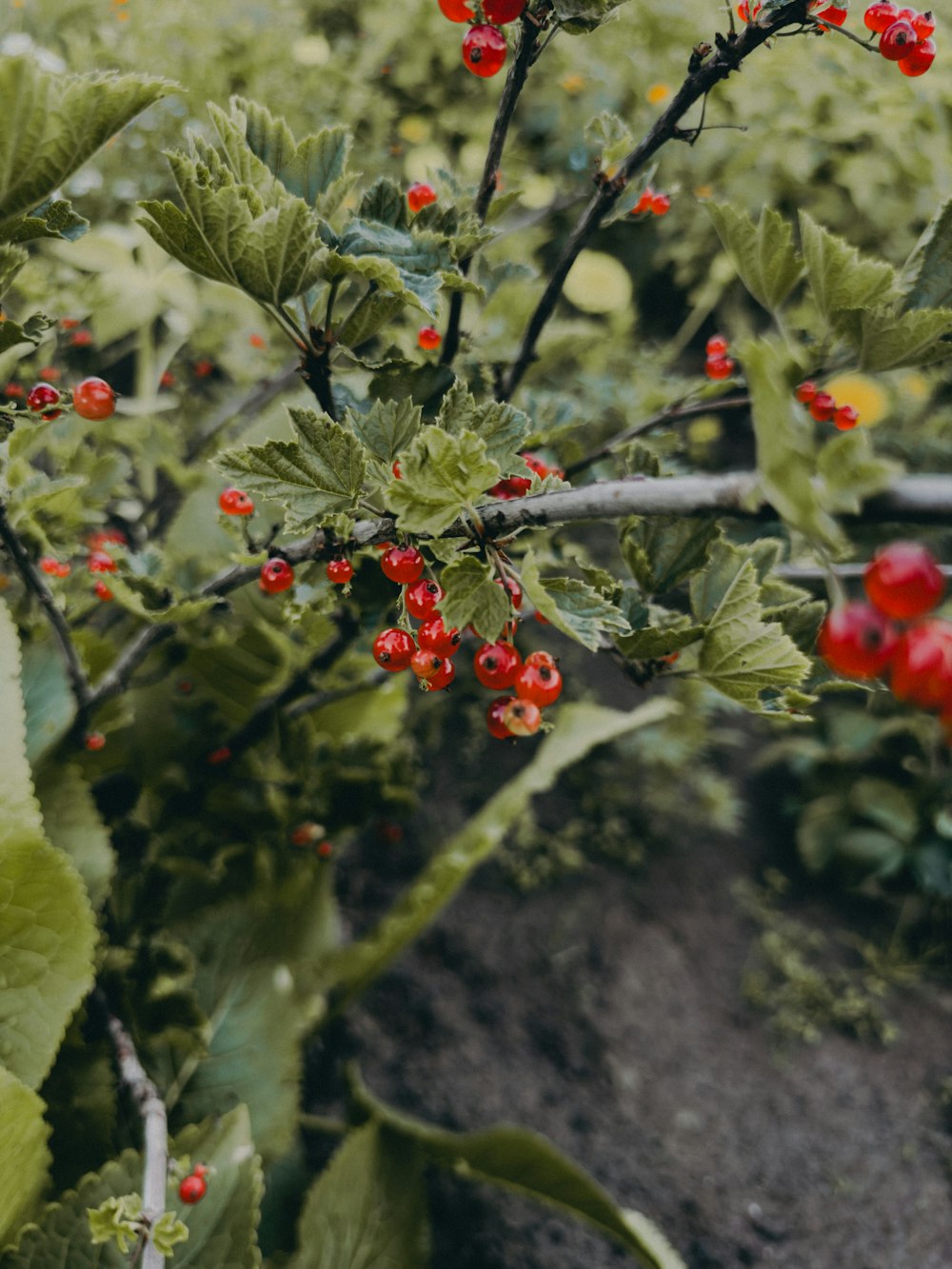 a bush with red berries and green leaves