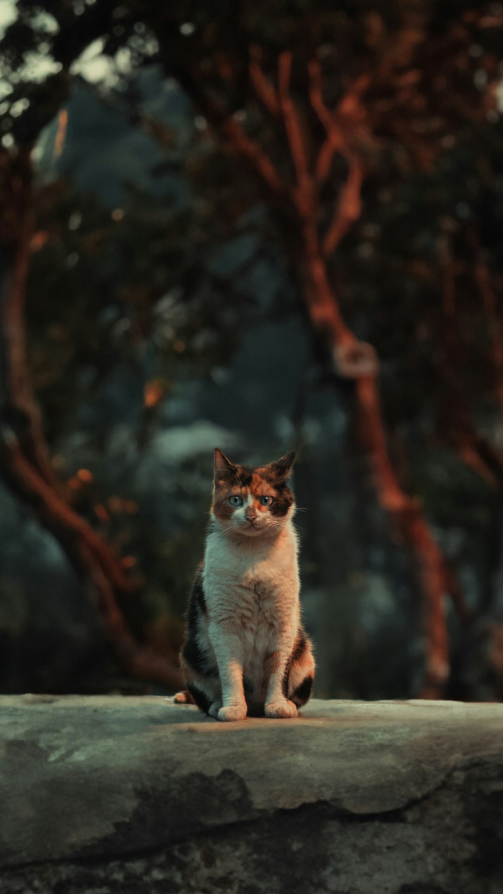 a cat sitting on a ledge in front of some trees