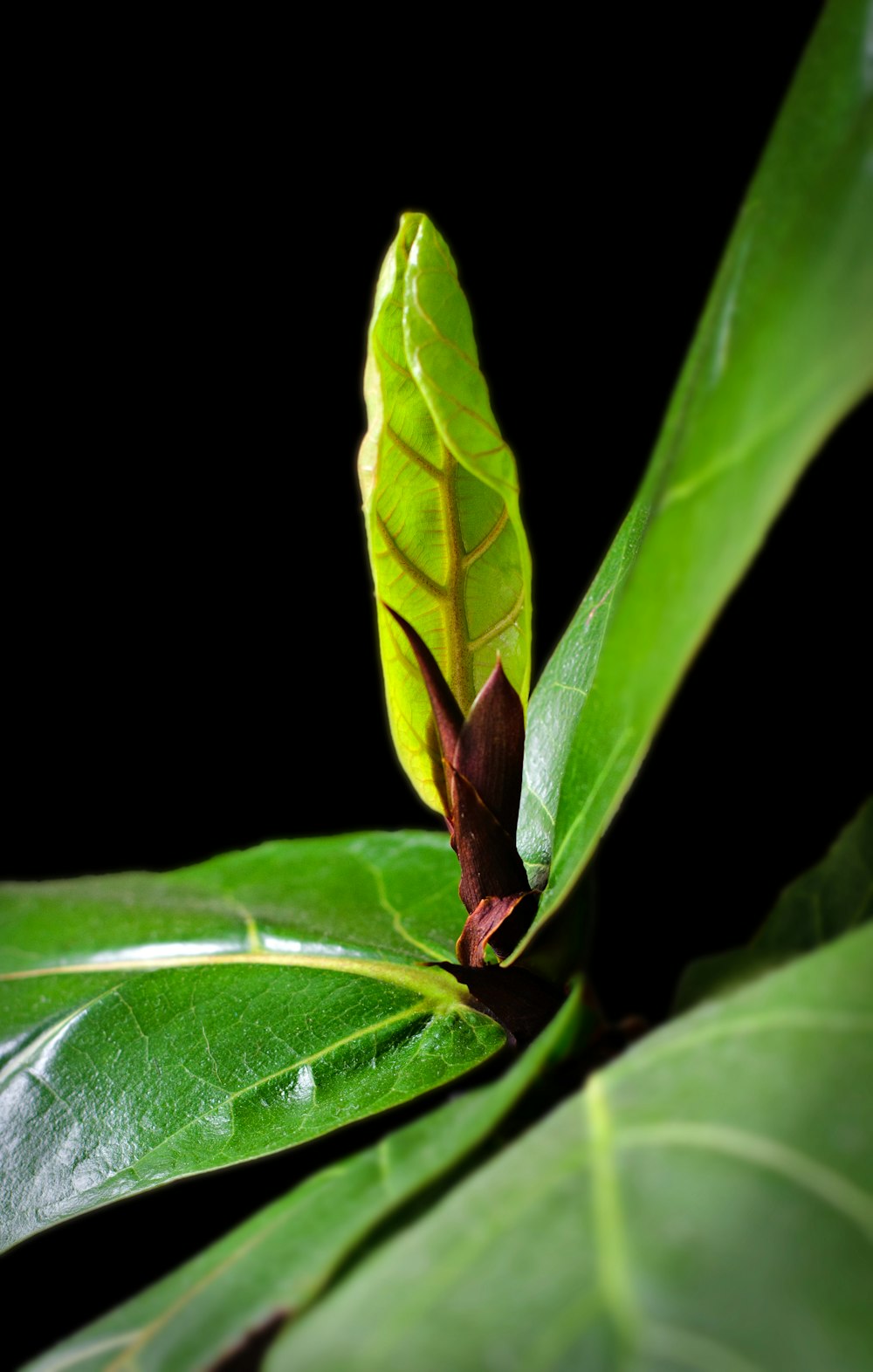 a close up of a green leaf on a black background