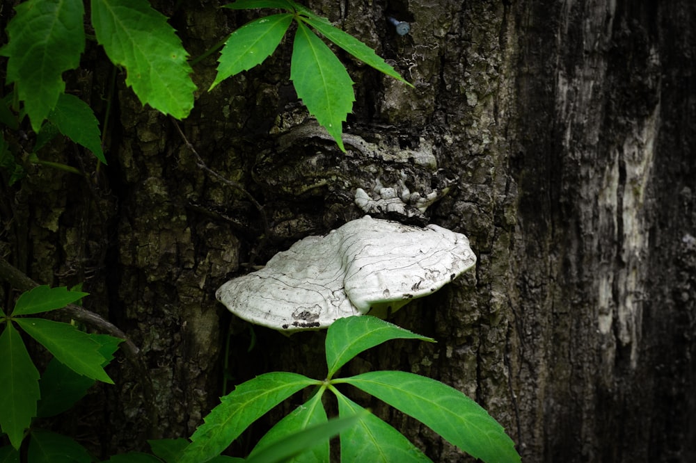 a white mushroom sitting on top of a tree