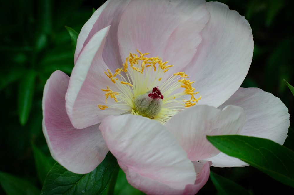 a close up of a pink flower with green leaves