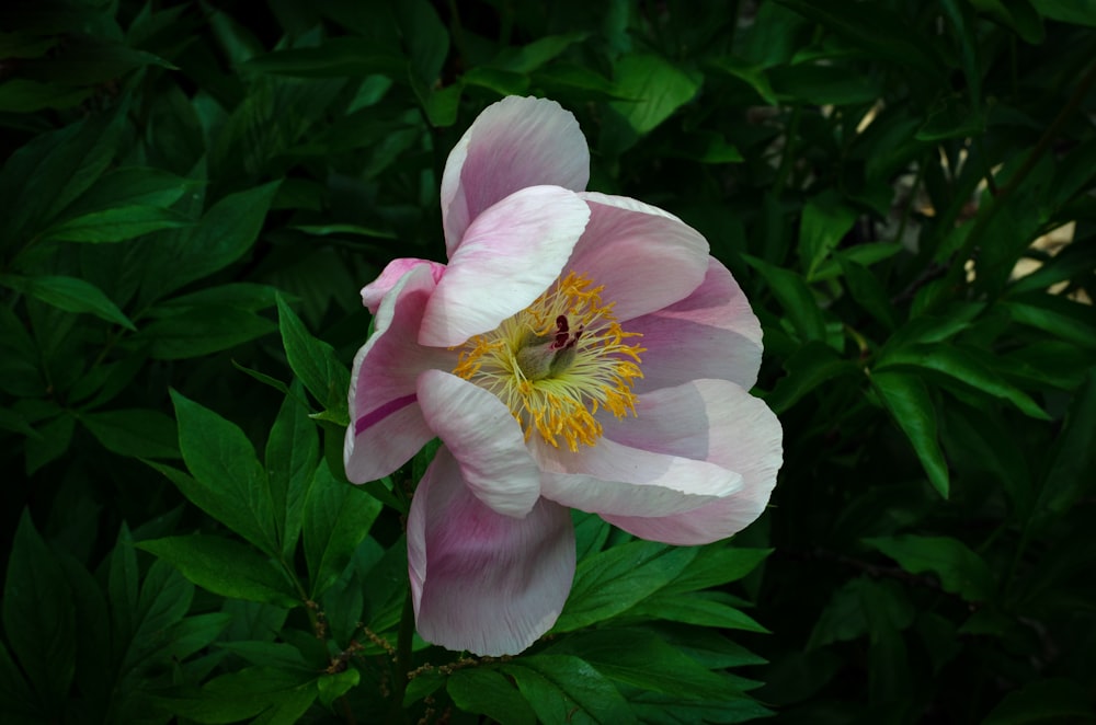 eine rosafarbene Blüte mit gelber Mitte, umgeben von grünen Blättern