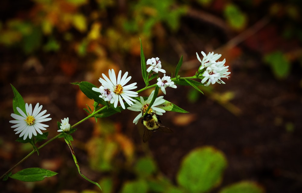 a group of white flowers with green leaves