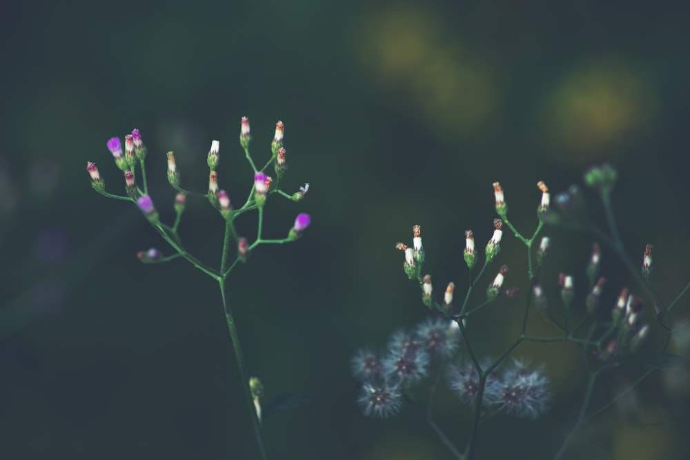 a close up of a plant with purple flowers