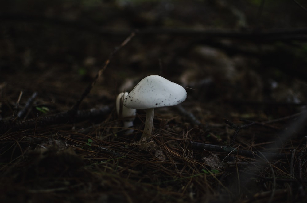 a small white mushroom sitting on the ground