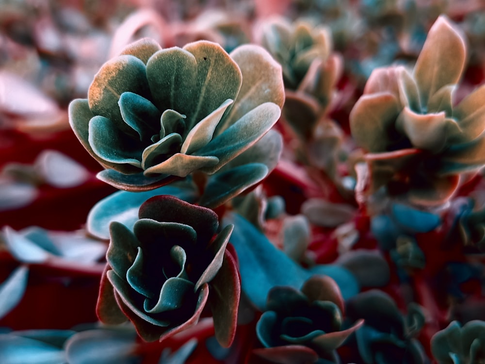 a close up of a flower on a plant