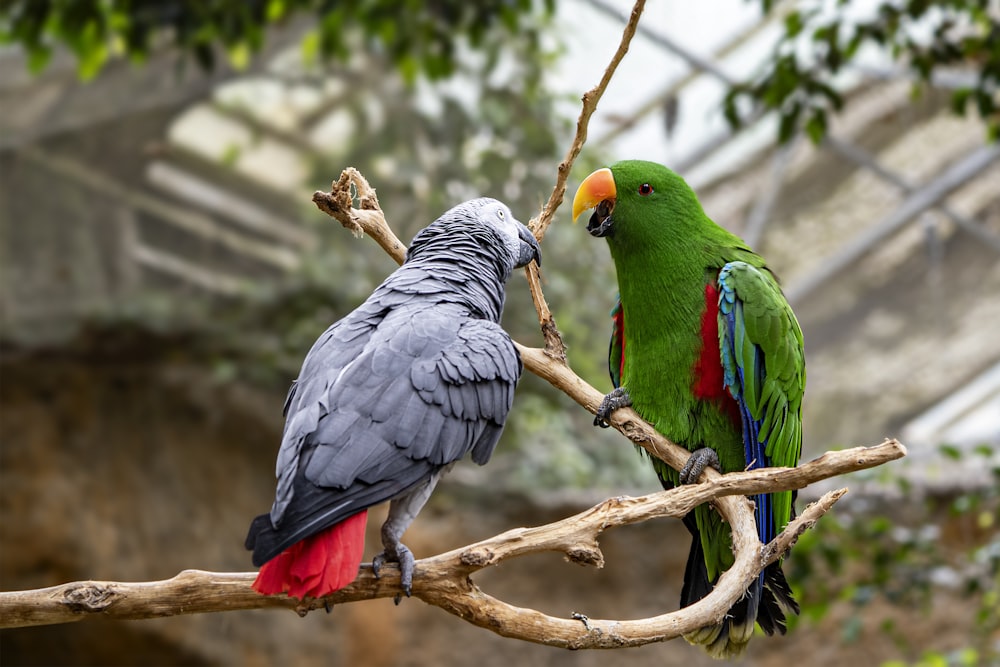 two parrots are sitting on a tree branch