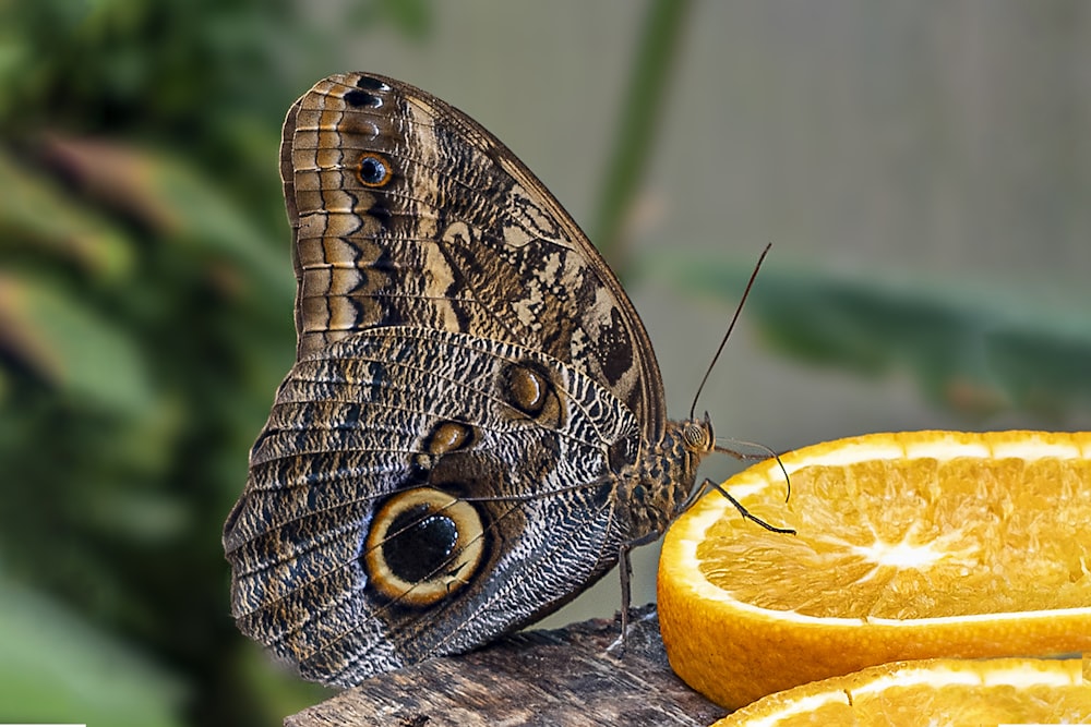 a close up of a butterfly on a piece of fruit
