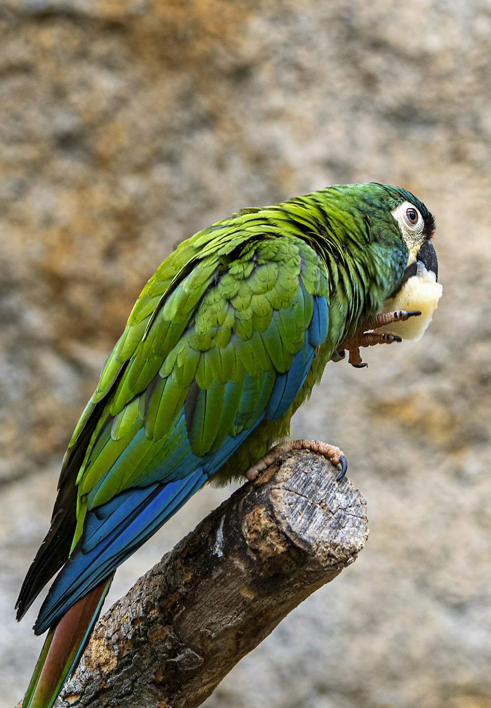 a green and blue parrot sitting on top of a tree branch