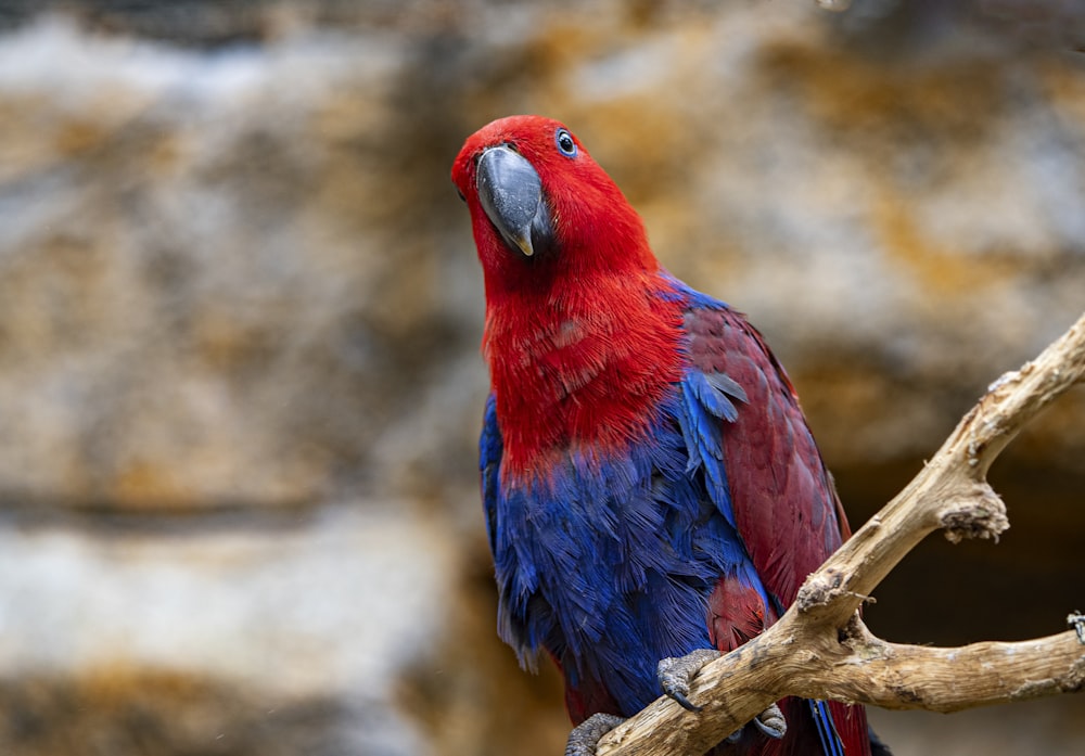 a red and blue bird sitting on a tree branch