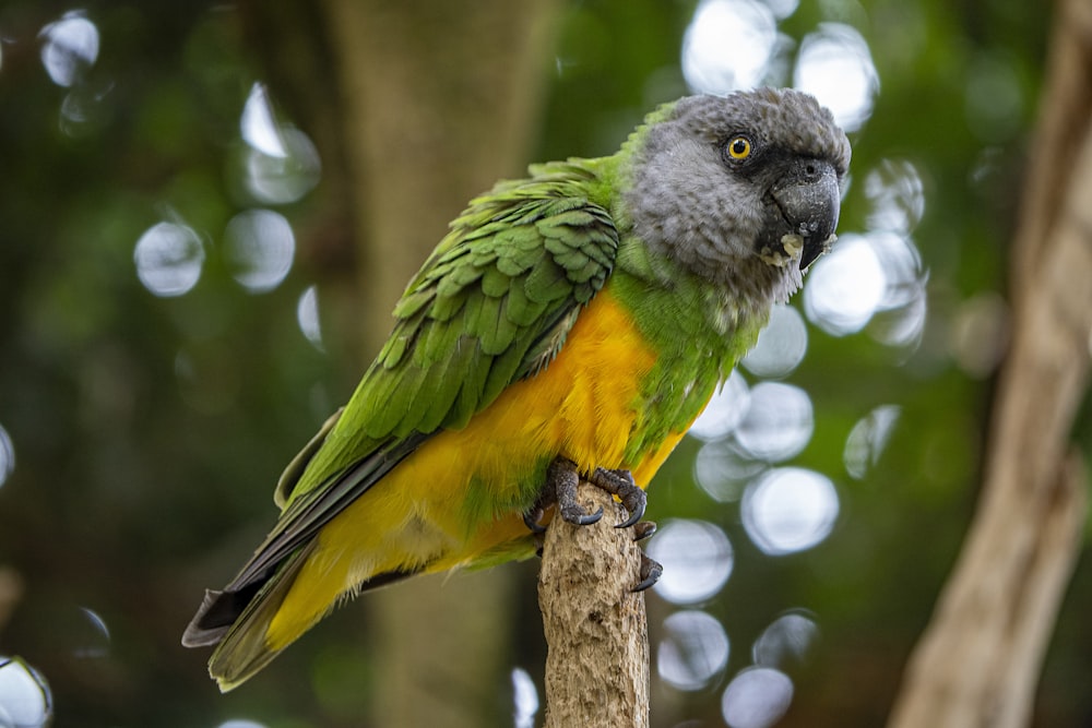 a green and yellow bird perched on a branch