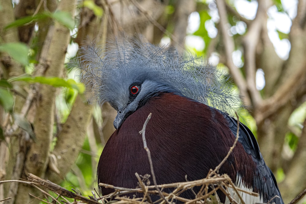 a close up of a bird in a tree