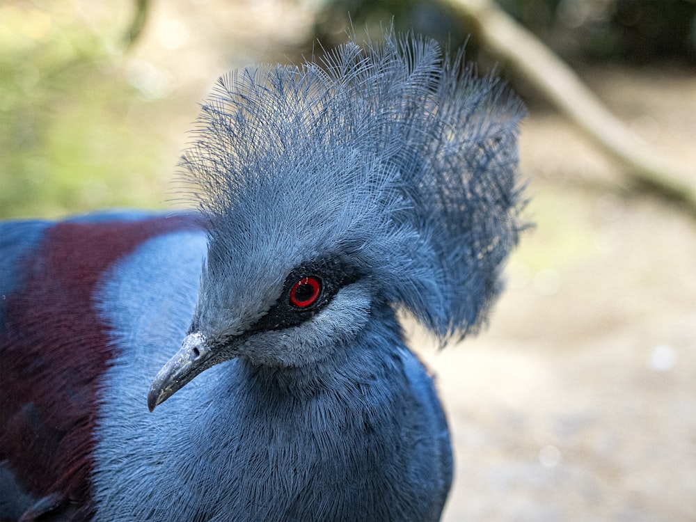 a close up of a bird with a red eye