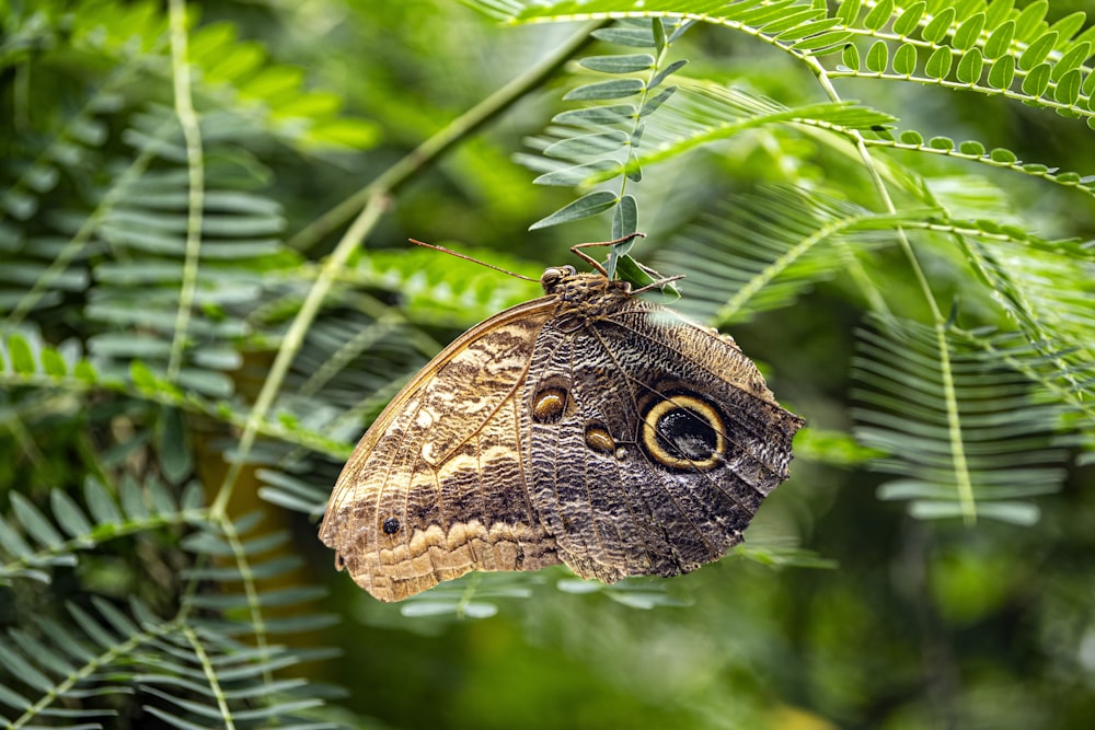 a large brown butterfly sitting on top of a green leaf