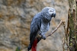 Two African Grey parrots side by side showing their striking grey feathers and bright red tails.