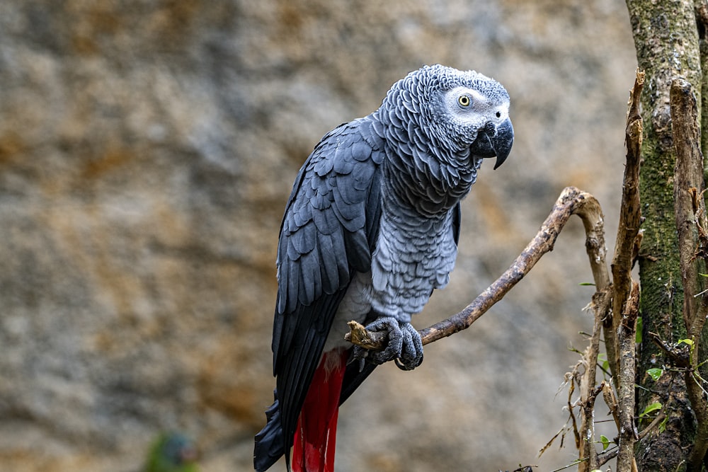 a parrot is perched on a tree branch