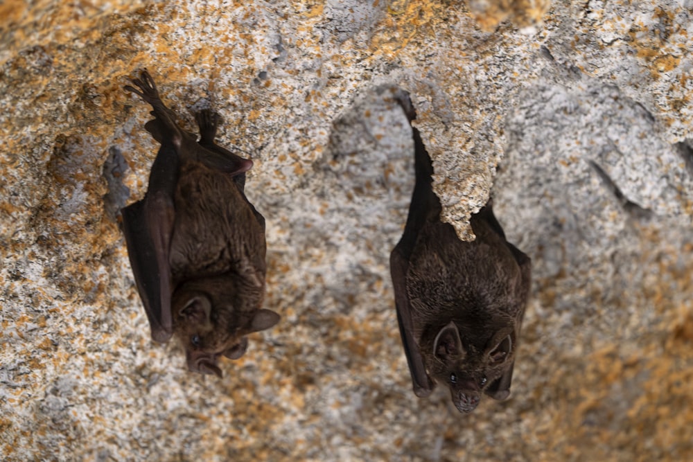 two bats hanging upside down on a rock