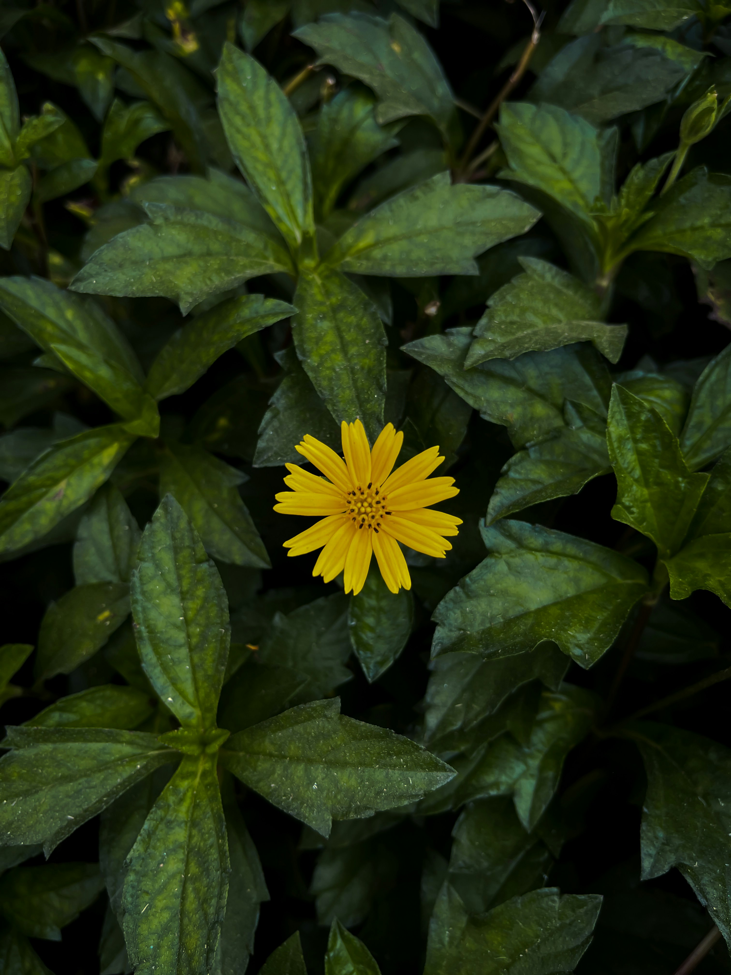 Photo by chintubibeka