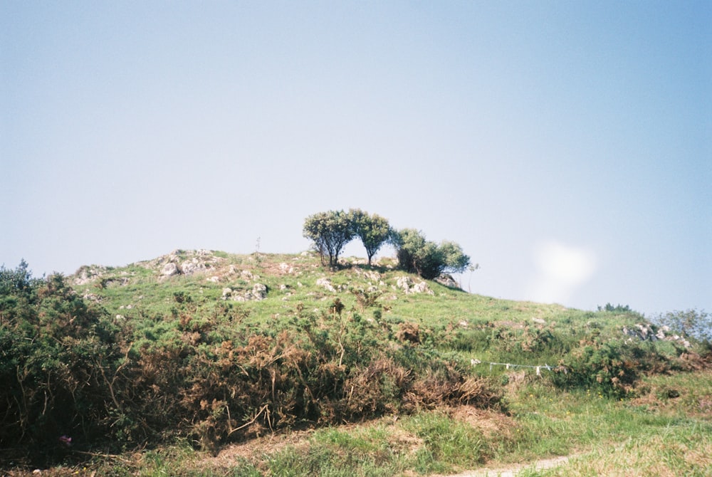 a grassy hill with two trees on top of it