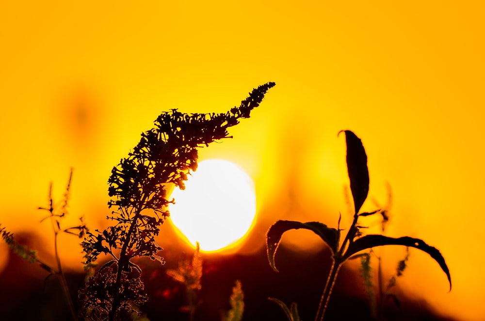the sun is setting behind a plant in a field