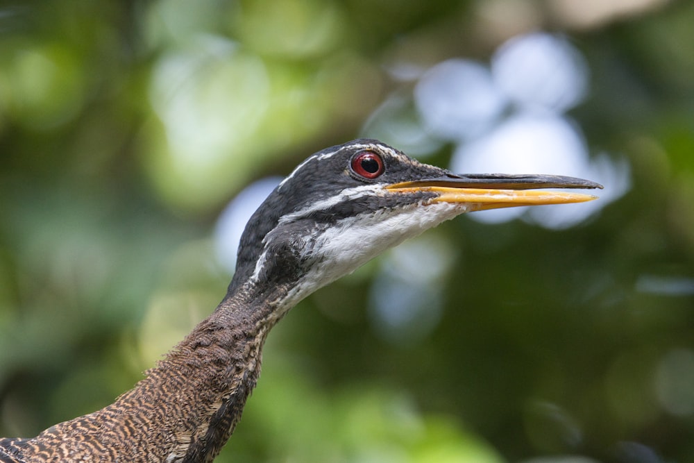 um close up de um pássaro com árvores ao fundo