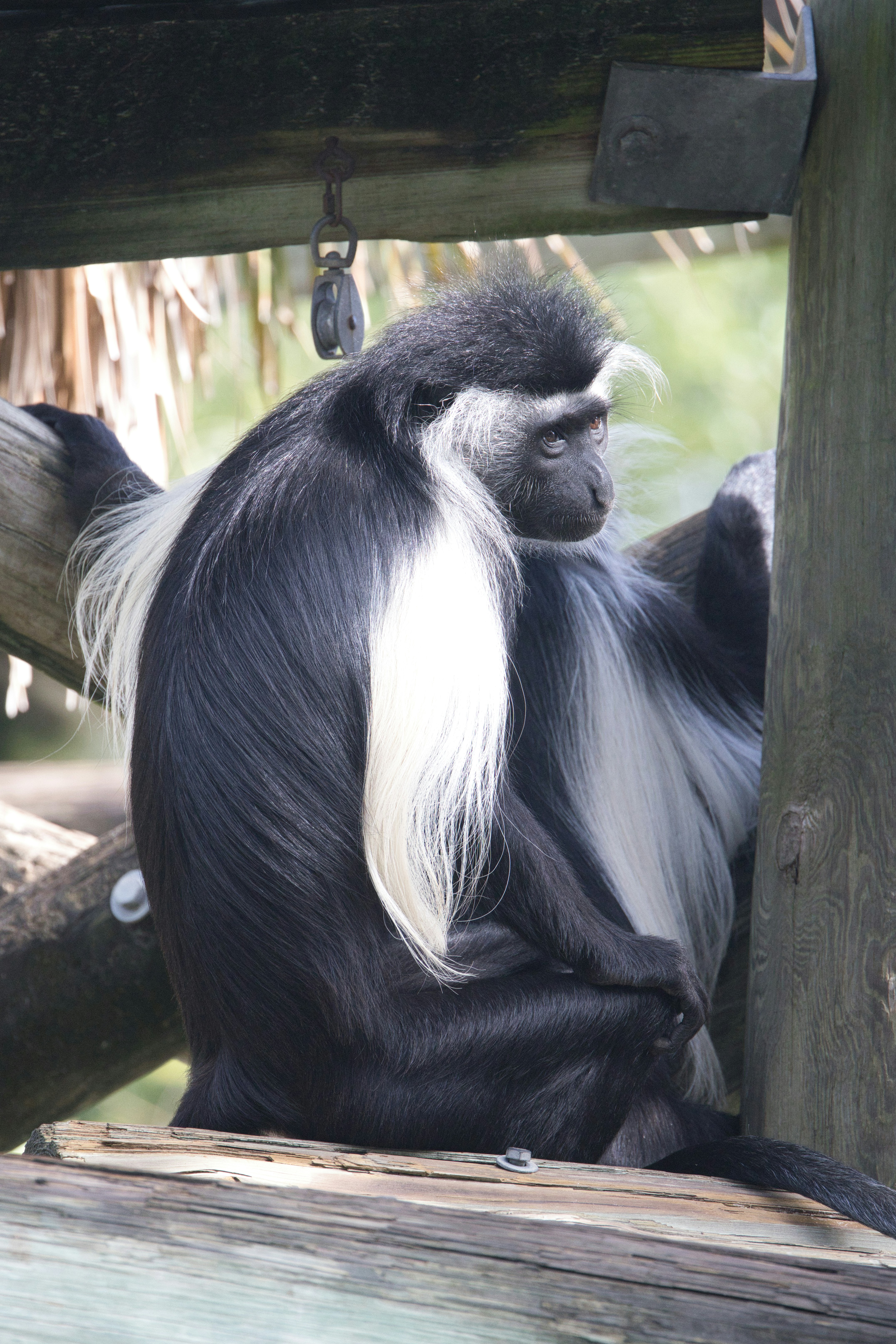Monke Pictures | Download Free Images on Unsplash