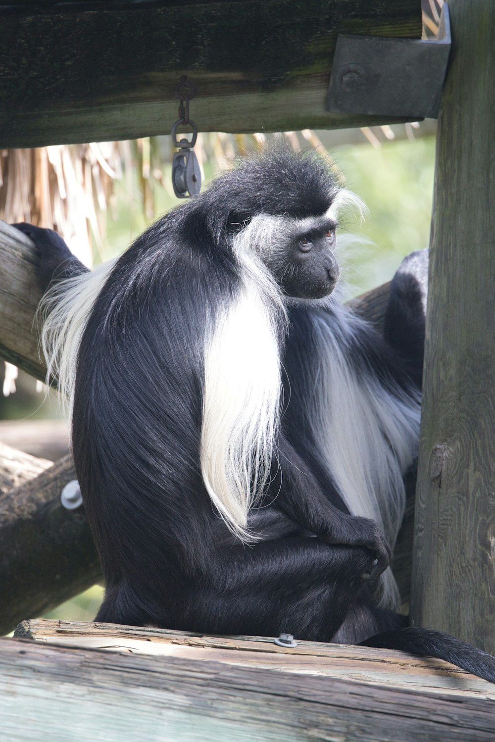um macaco preto e branco sentado em cima de uma plataforma de madeira