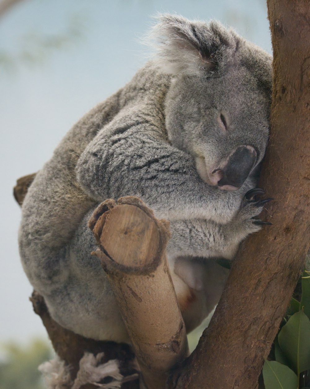 a koala bear sitting on a tree branch