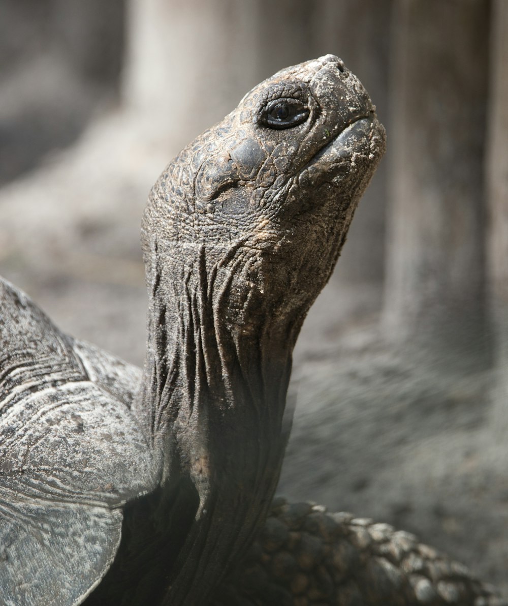 Um close up de uma tartaruga em um zoológico
