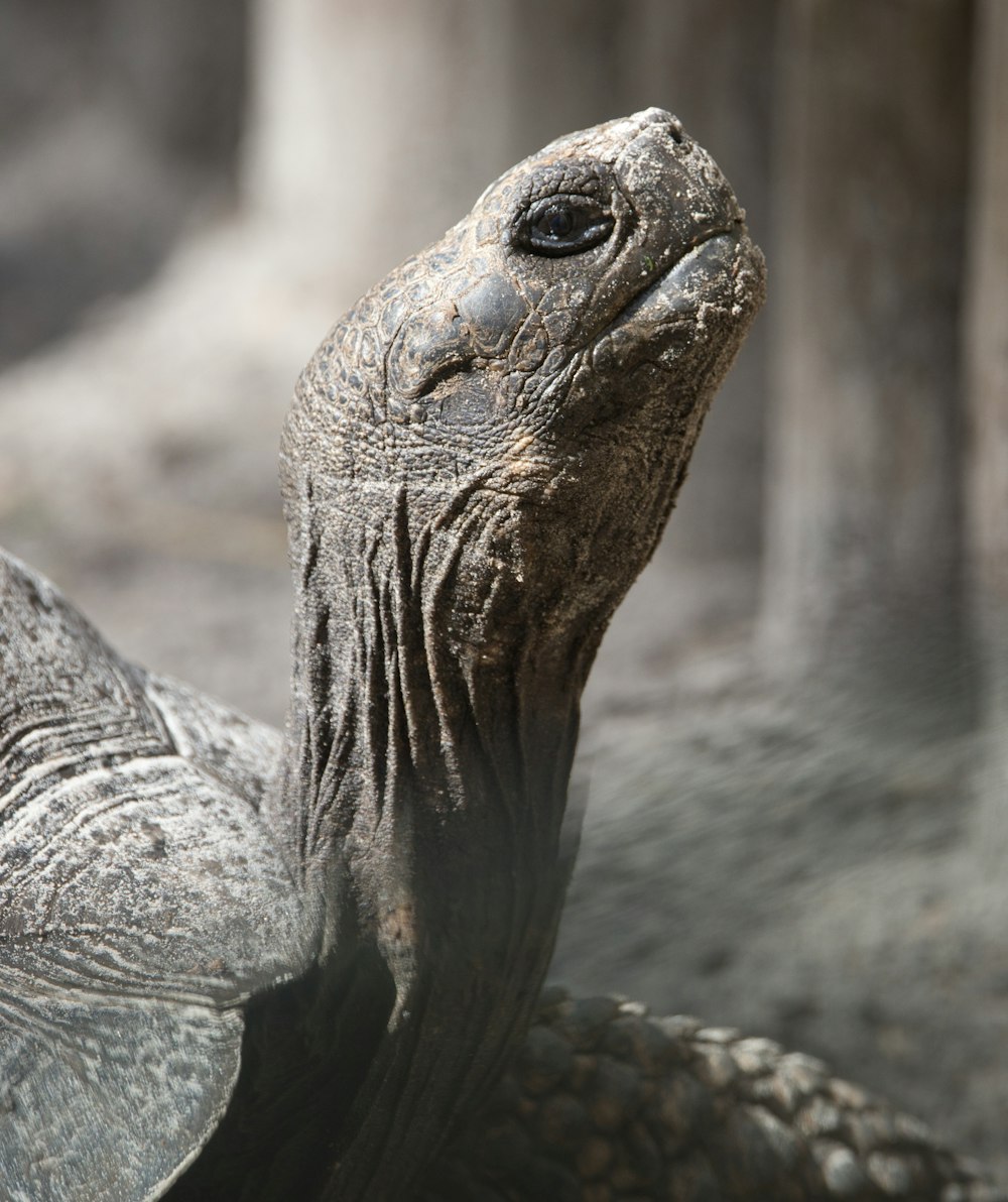 a close up of a turtle in a zoo