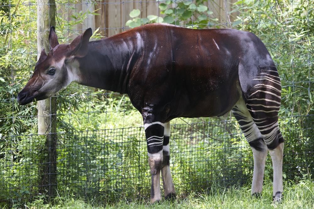 a zebra standing next to a wire fence