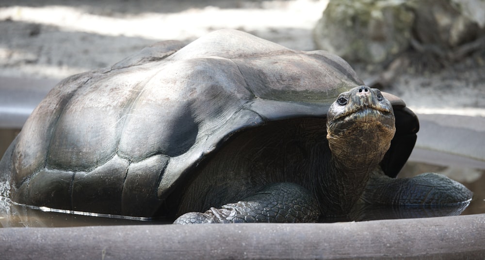 a close up of a turtle in a pool of water