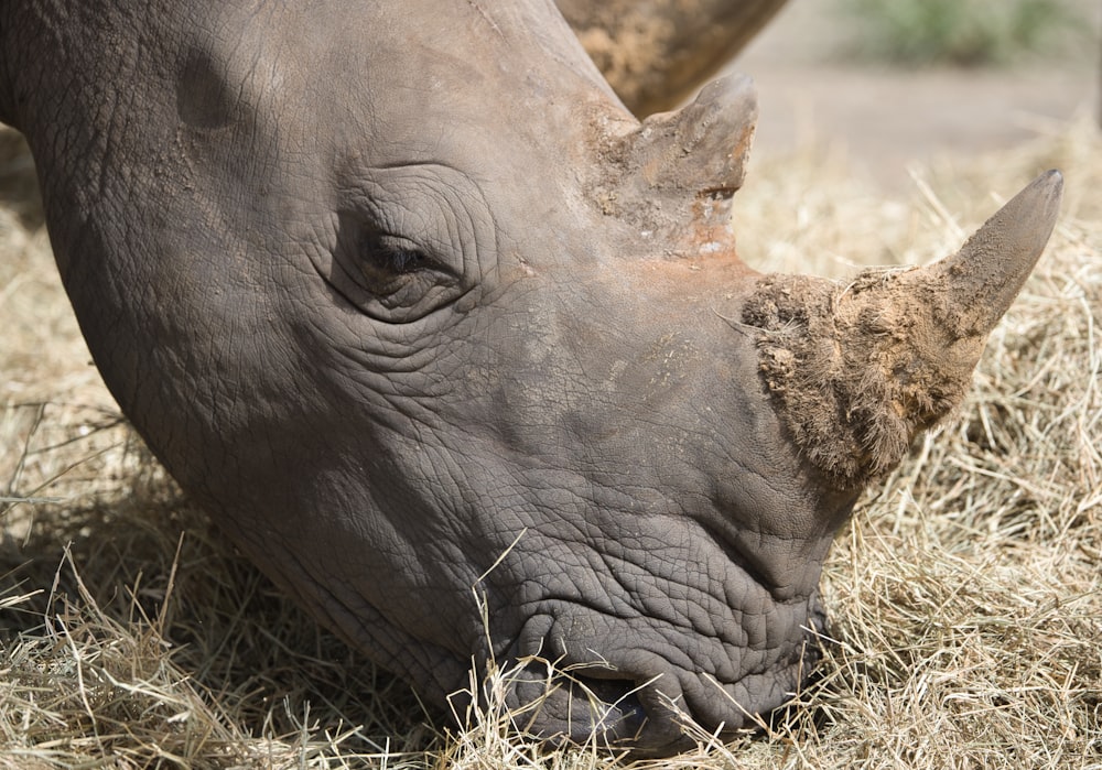 Un primer plano de un rinoceronte pastando en hierba seca