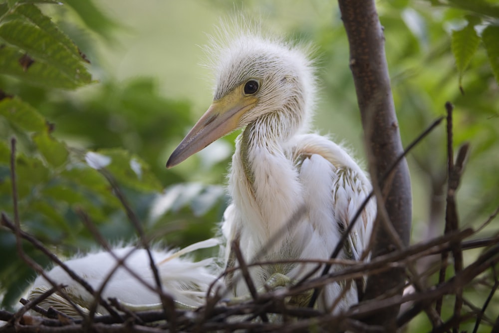 a close up of a bird in a nest