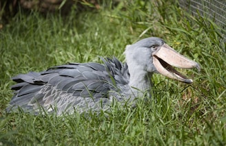 a bird with a large beak laying in the grass