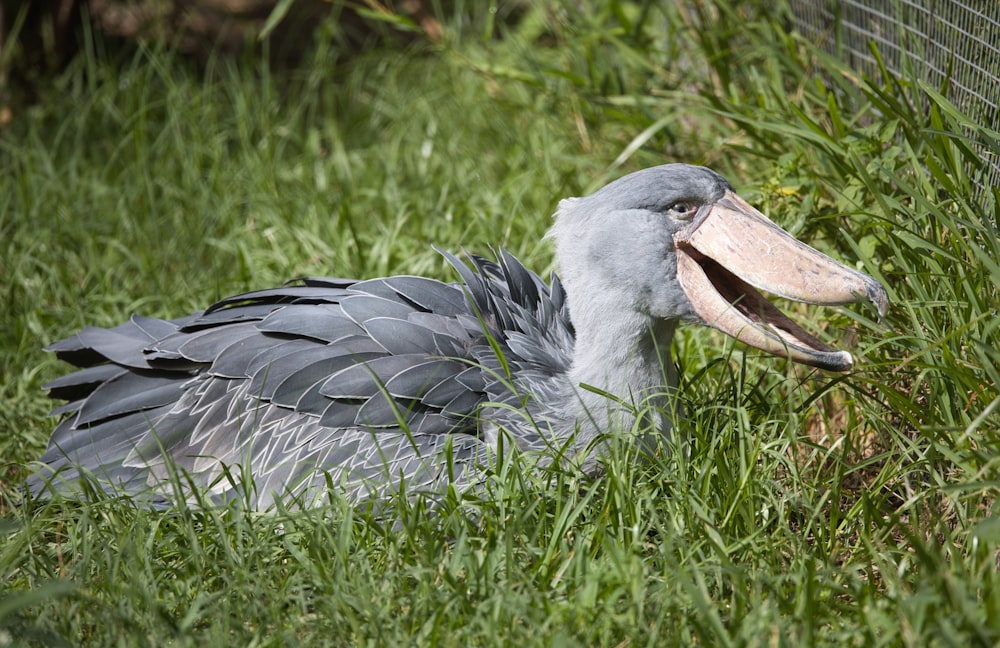 a bird with a large beak laying in the grass