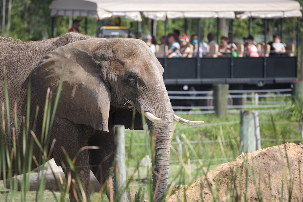 a large elephant standing next to a lush green field