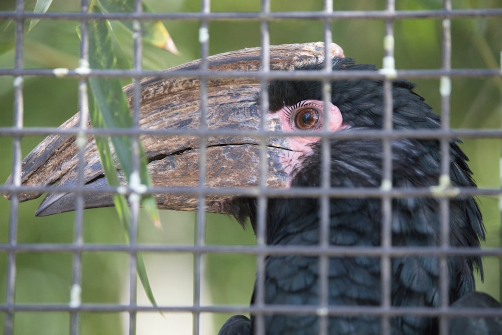 a black bird with a pink beak is in a cage