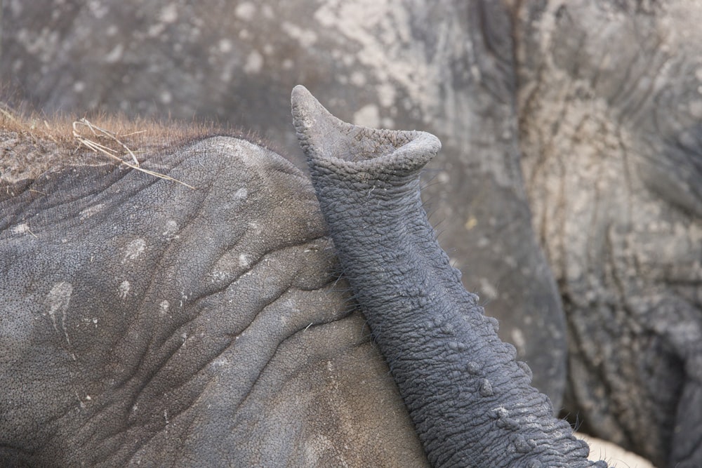 a close up of an elephant's face and trunk