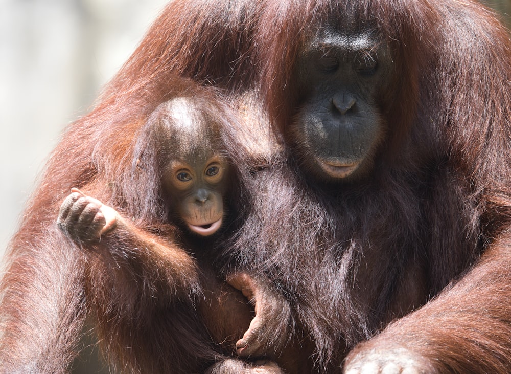 um orangograma adulto segurando um filhote de oranguel