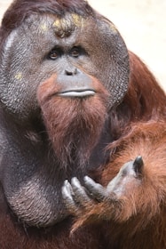 An adult orangutan with prominent cheek pads is gazing forward, displaying a thoughtful expression. Its fur is rich reddish-brown, and it seems to be holding out its right hand as if expecting something.