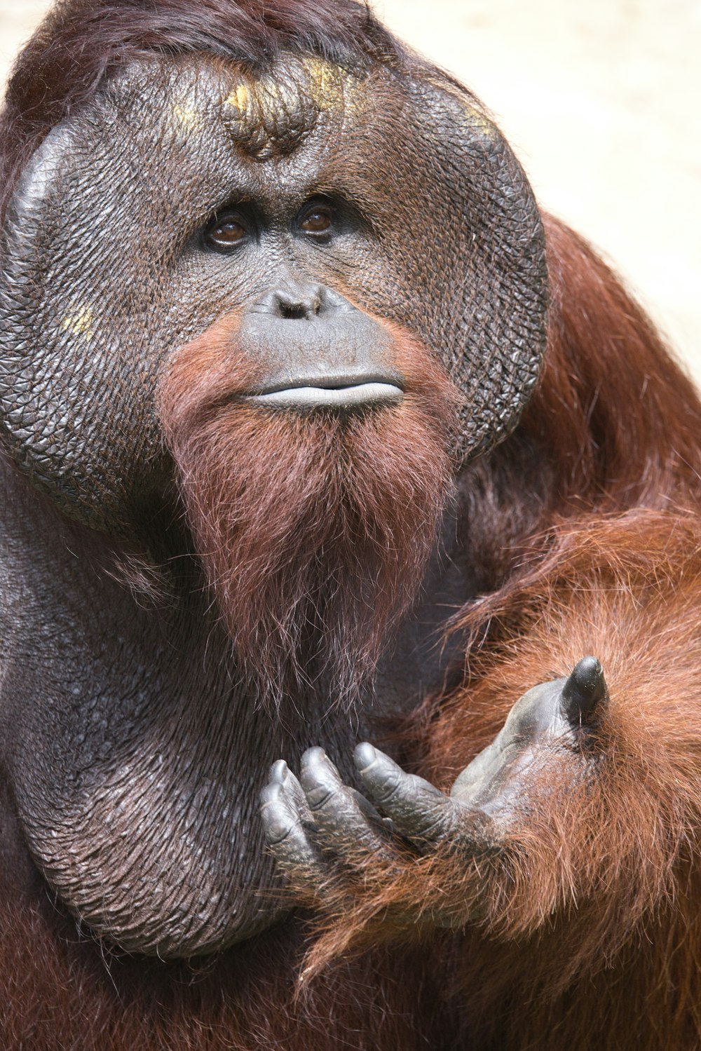 Ein erwachsener Oranguel, der einen Baby-Oranguel hält