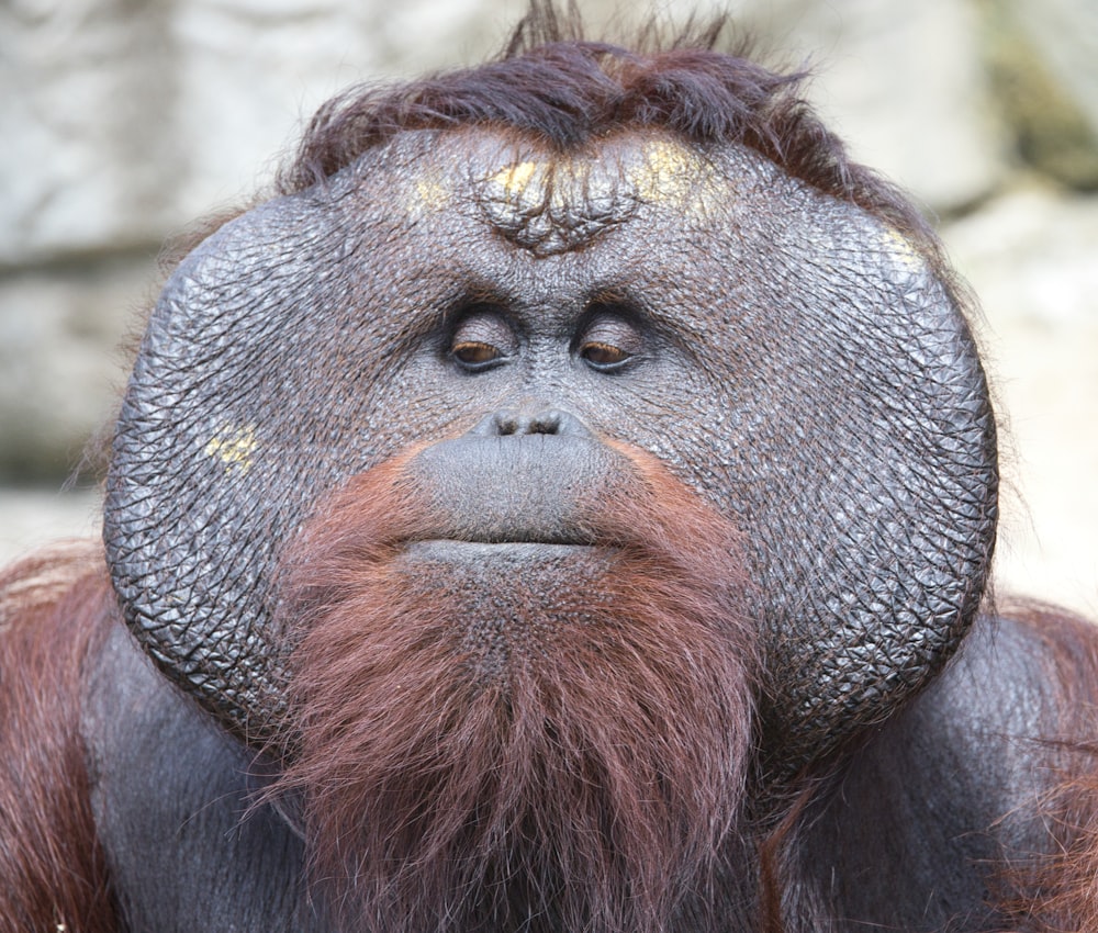 a close up of an orangutan's face