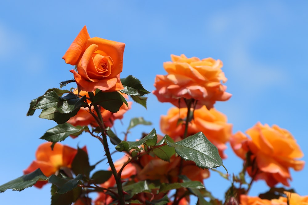 a close up of a bunch of orange roses
