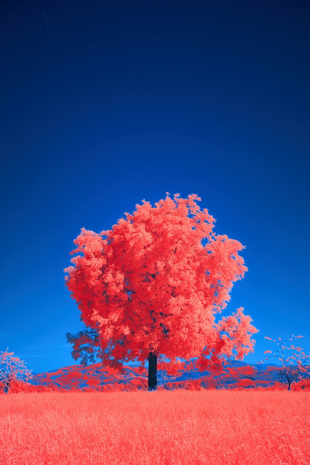 a tree in a field with a blue sky in the background