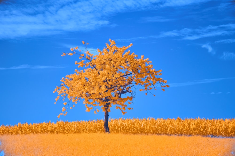 a lone tree stands in the middle of a field