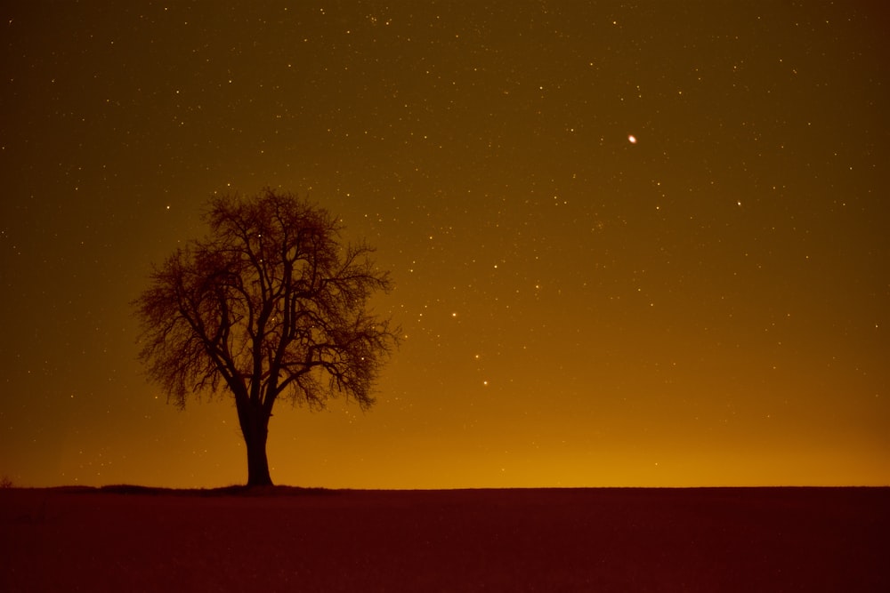 a lone tree in the middle of a field at night