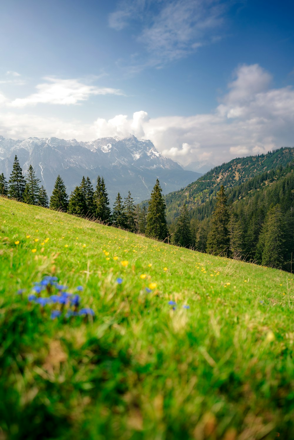 a grassy field with blue flowers and mountains in the background