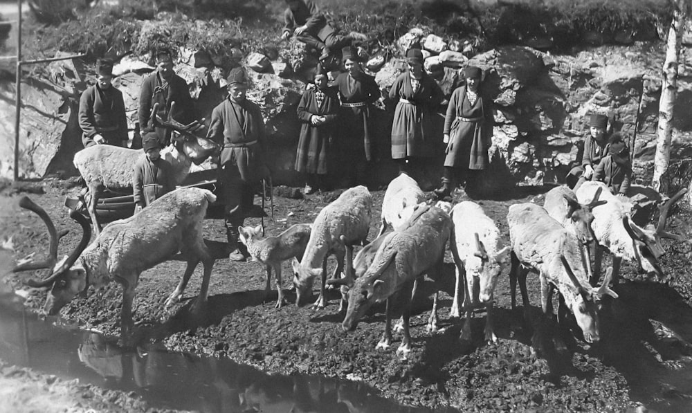 a group of people standing around a herd of sheep