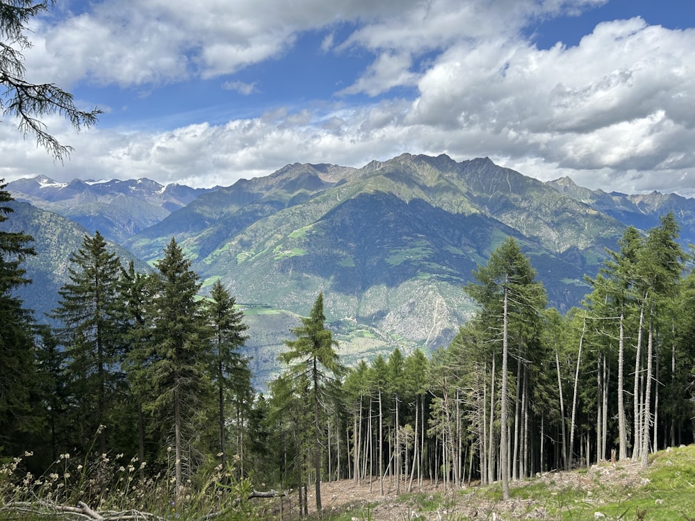 a scenic view of a mountain range with trees in the foreground